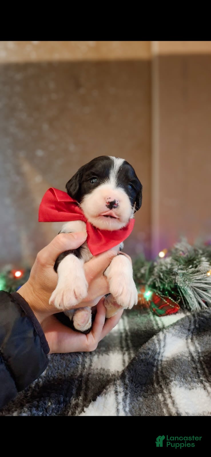 Mixed Breed dogs Angel - Ad 7