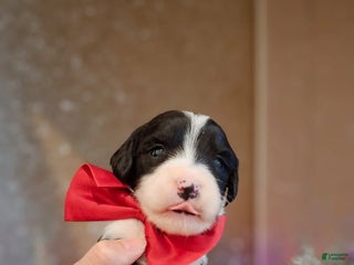 Mixed Breed dogs Angel - Ad 15