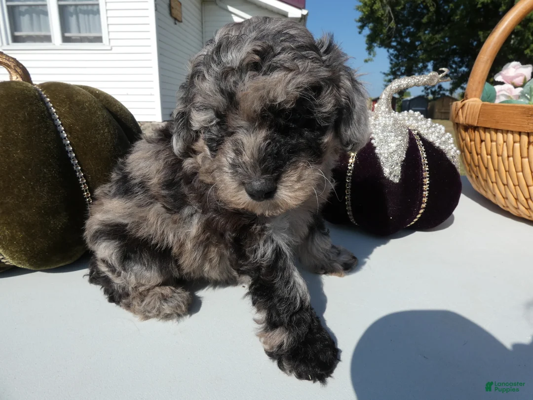 Toy Poodle dogs for sale: Toy Poodle 4 Cappuccino - Ad 2