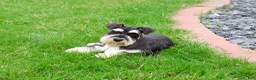 Miniature Schnauzer dogs for sale: Jasper  - Ad 2