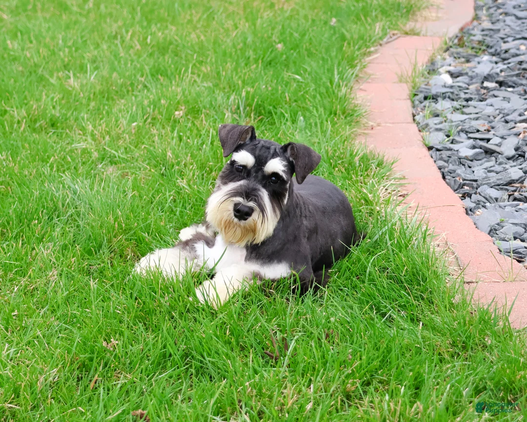 Miniature Schnauzer dogs for sale: Jasper  - Ad 2