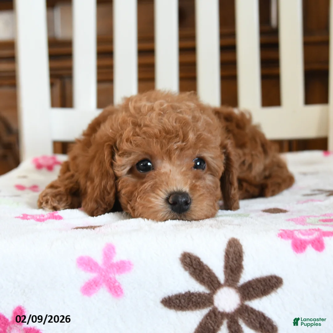 Maltipoo dogs for sale: Nebo - Ad 3