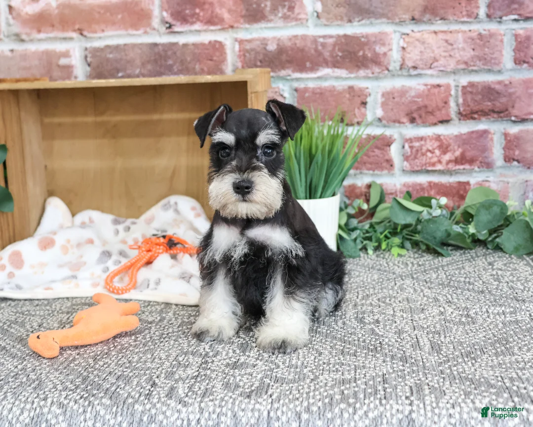 Miniature Schnauzer dogs for sale: Jacob - Ad 2