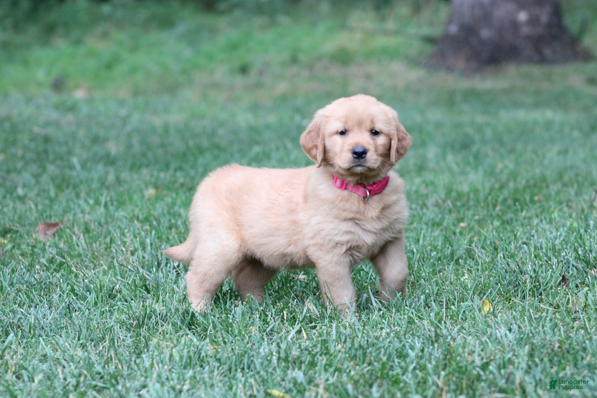 Golden Retriever dogs Ivy - Ad 4