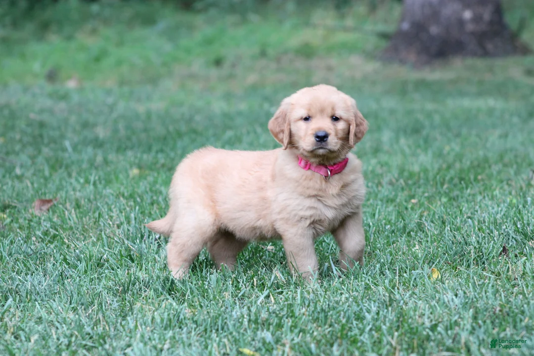 Golden Retriever dogs for sale: Ivy - Ad 1