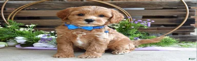 Chester