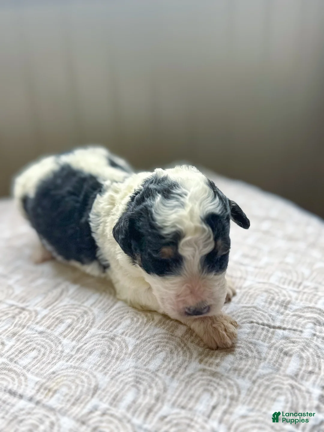 Mini Bernedoodle dogs for sale: Charlie - Ad 2