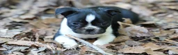 Boston Terrier dogs for sale: Perfect - Ad 5