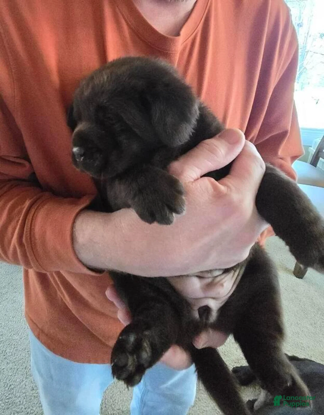 Labrador Retriever dogs for sale: Labrador Retriever Puppy 7 - Ad 1