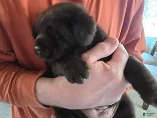 Labrador Retriever dogs for sale: Labrador Retriever Puppy 7 - Ad 1