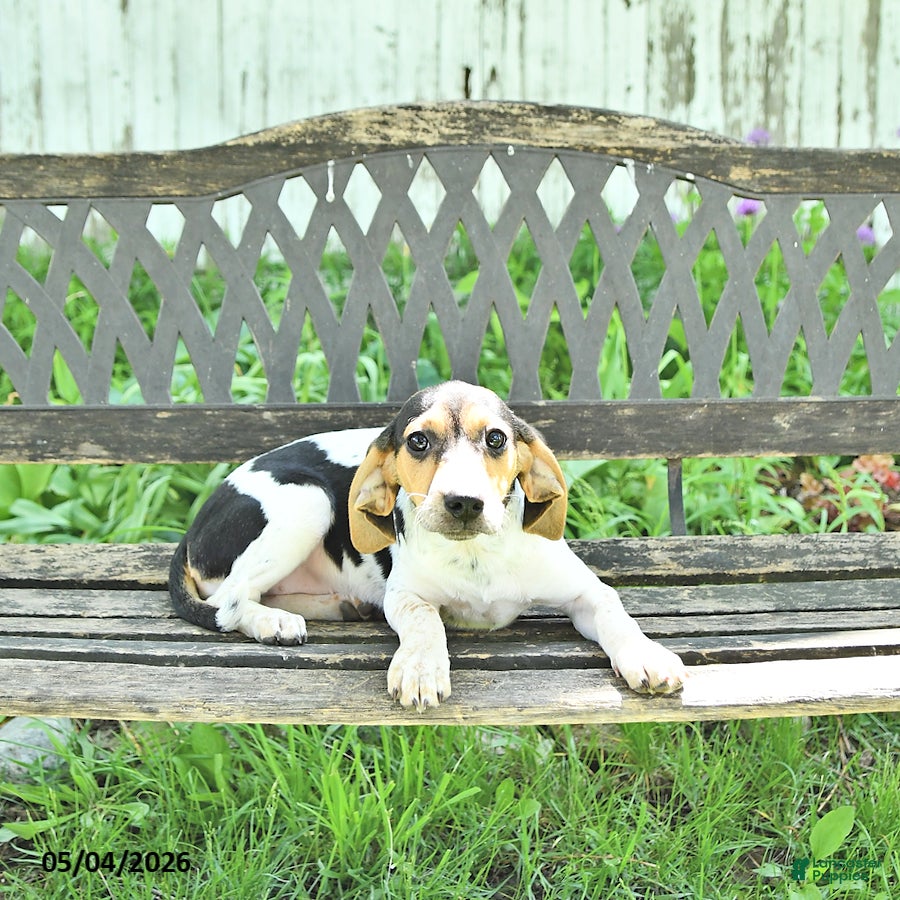 Mixed Breed dogs Dixie - Ad 2