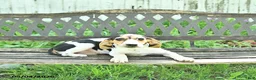 Mixed Breed dogs for sale: Dixie - Ad 2