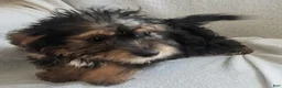 Yorkiepoo dogs for sale: Zeus - Ad 5