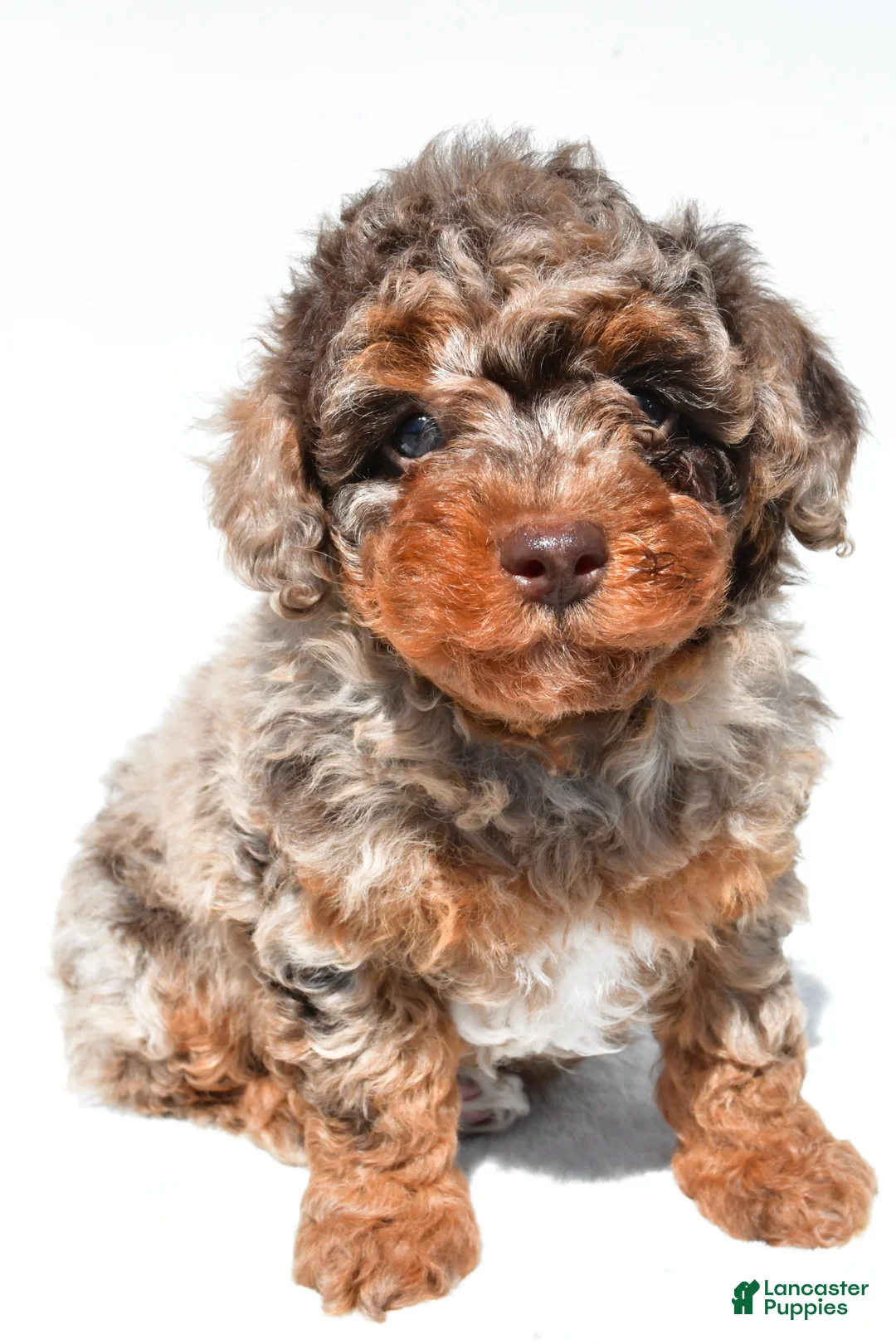 Miniature Poodle dogs for sale: Mason - Ad 1