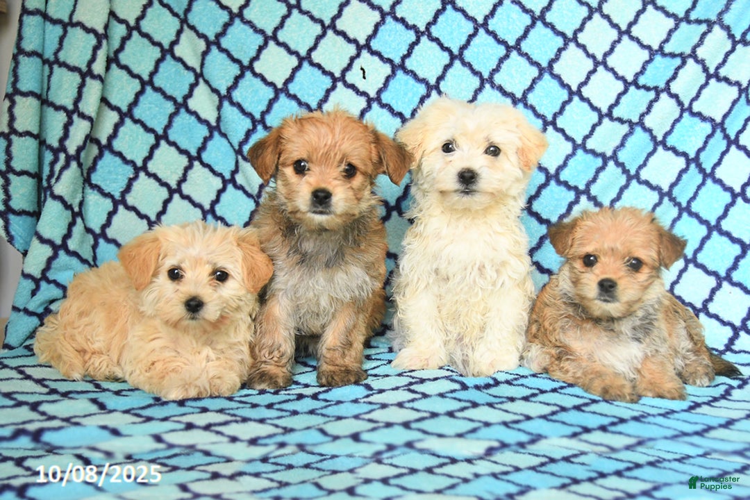 Mixed Breed dogs for sale: Cocopuff - Ad 10