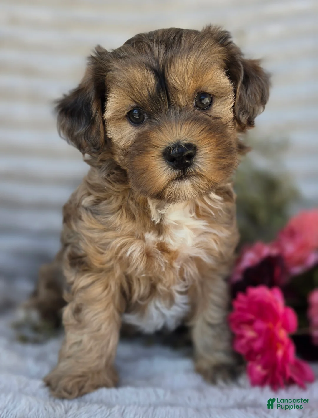 Shihpoo dogs for sale: Mayson - Ad 1