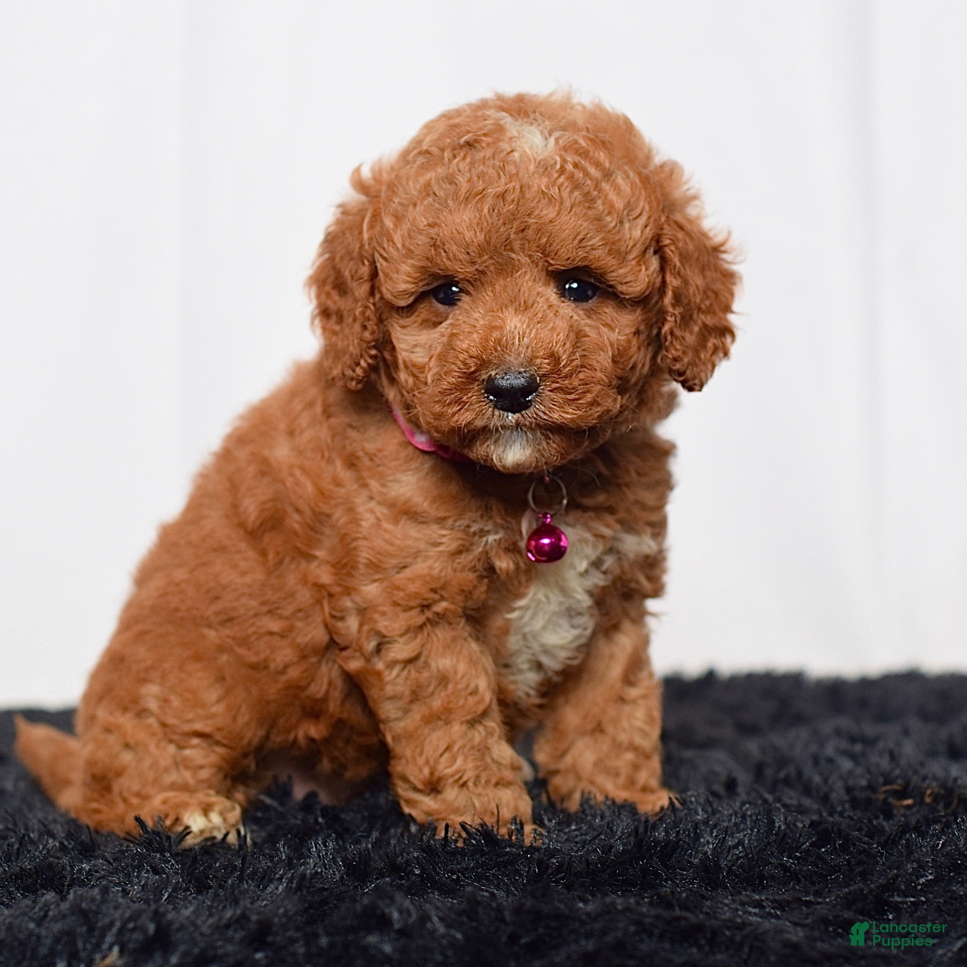 Mini Goldendoodle dogs Ms. Lacey - Ad 2