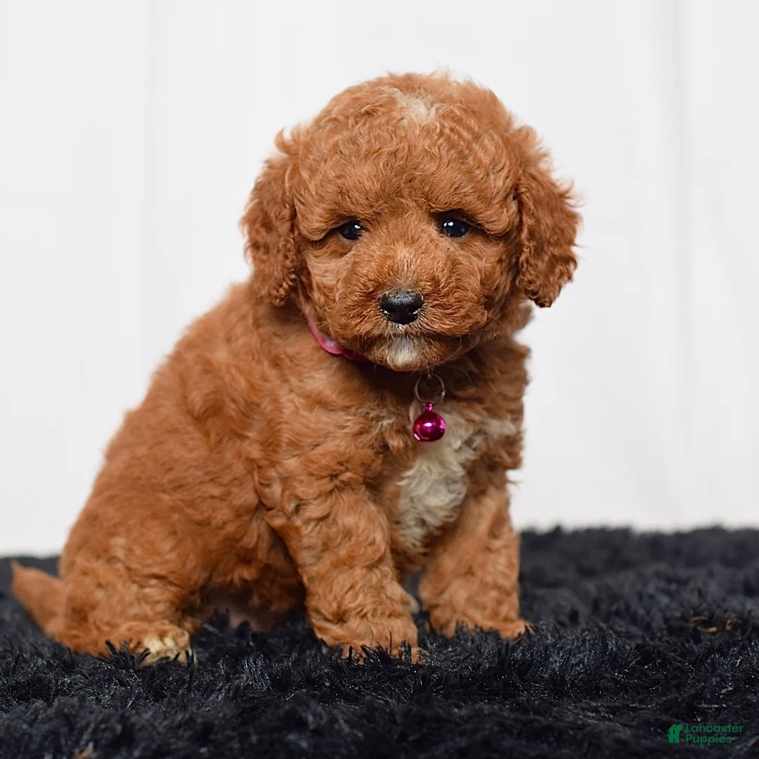 Mini Goldendoodle dogs for sale: Ms. Lacey - Ad 2