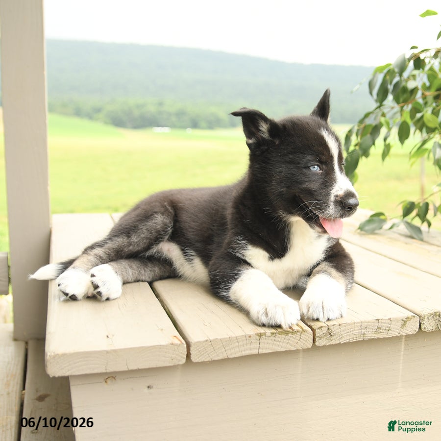 Gerberian Shepsky dogs Flora   - Ad 2