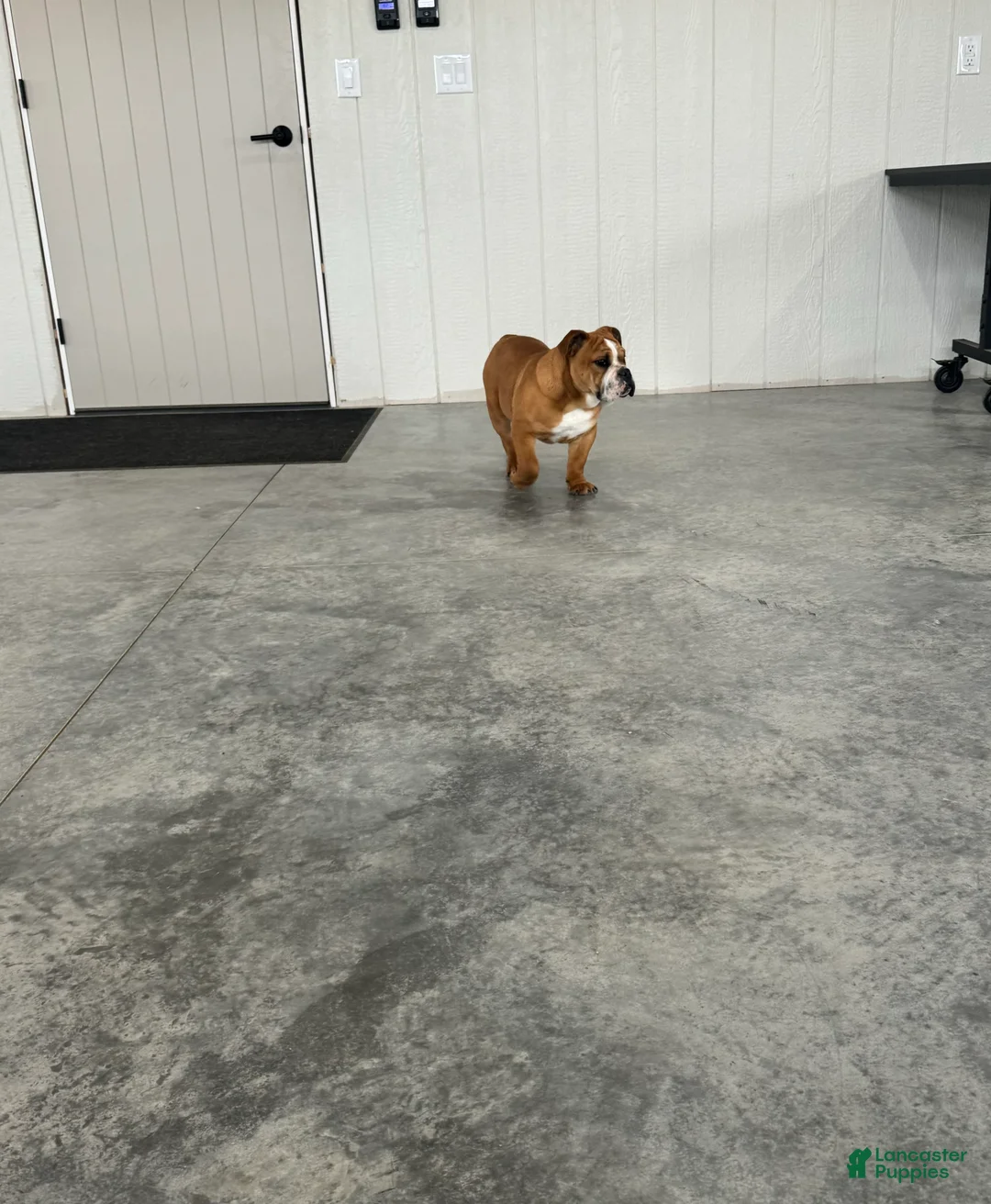 English Bulldog dogs for sale: Zeke  - Ad 5