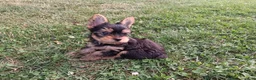 Yorkshire Terrier dogs for sale: Cola AKC  - Ad 3