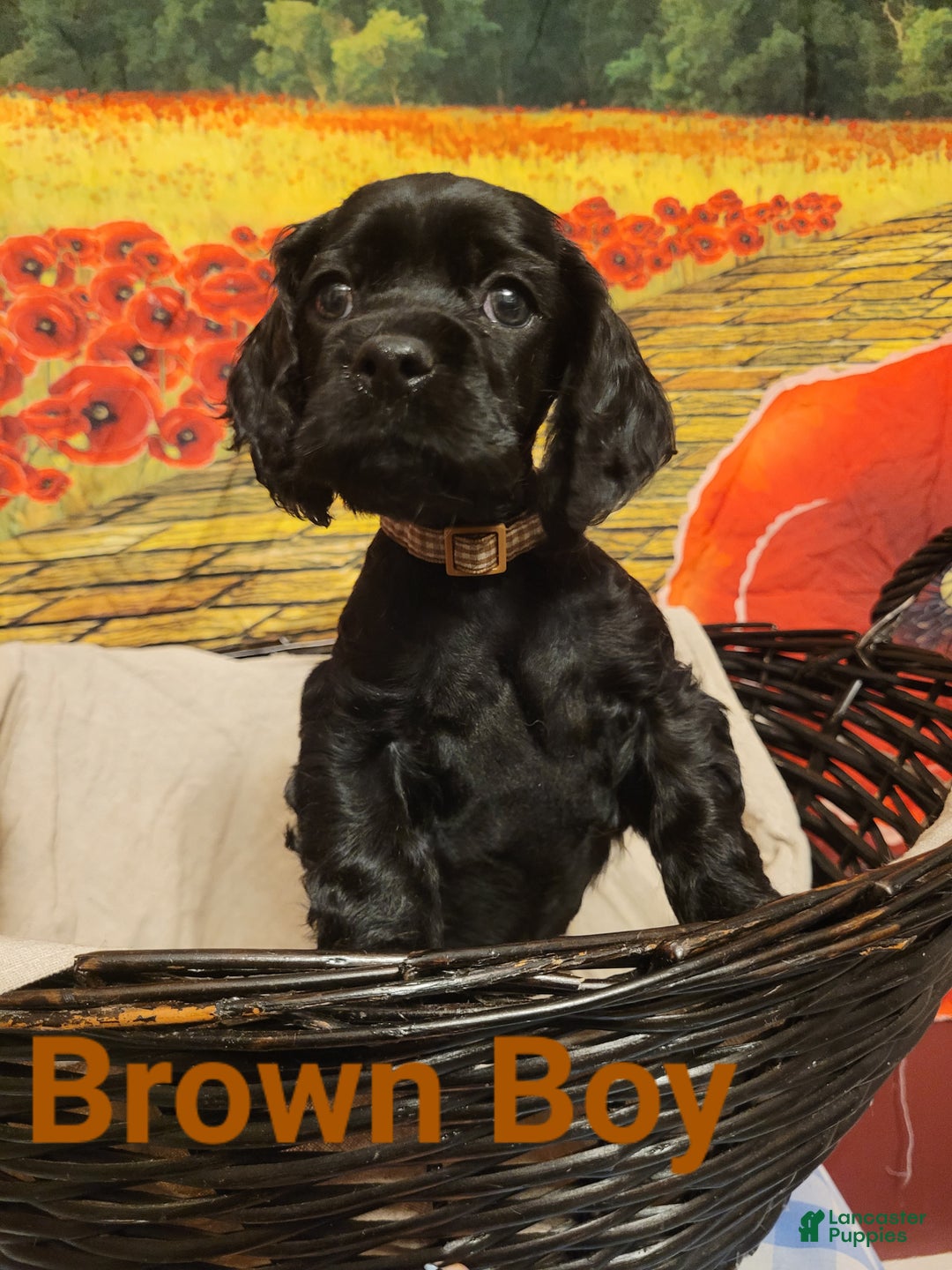 Cockapoo dogs for sale: Brown Boy  - Ad 2