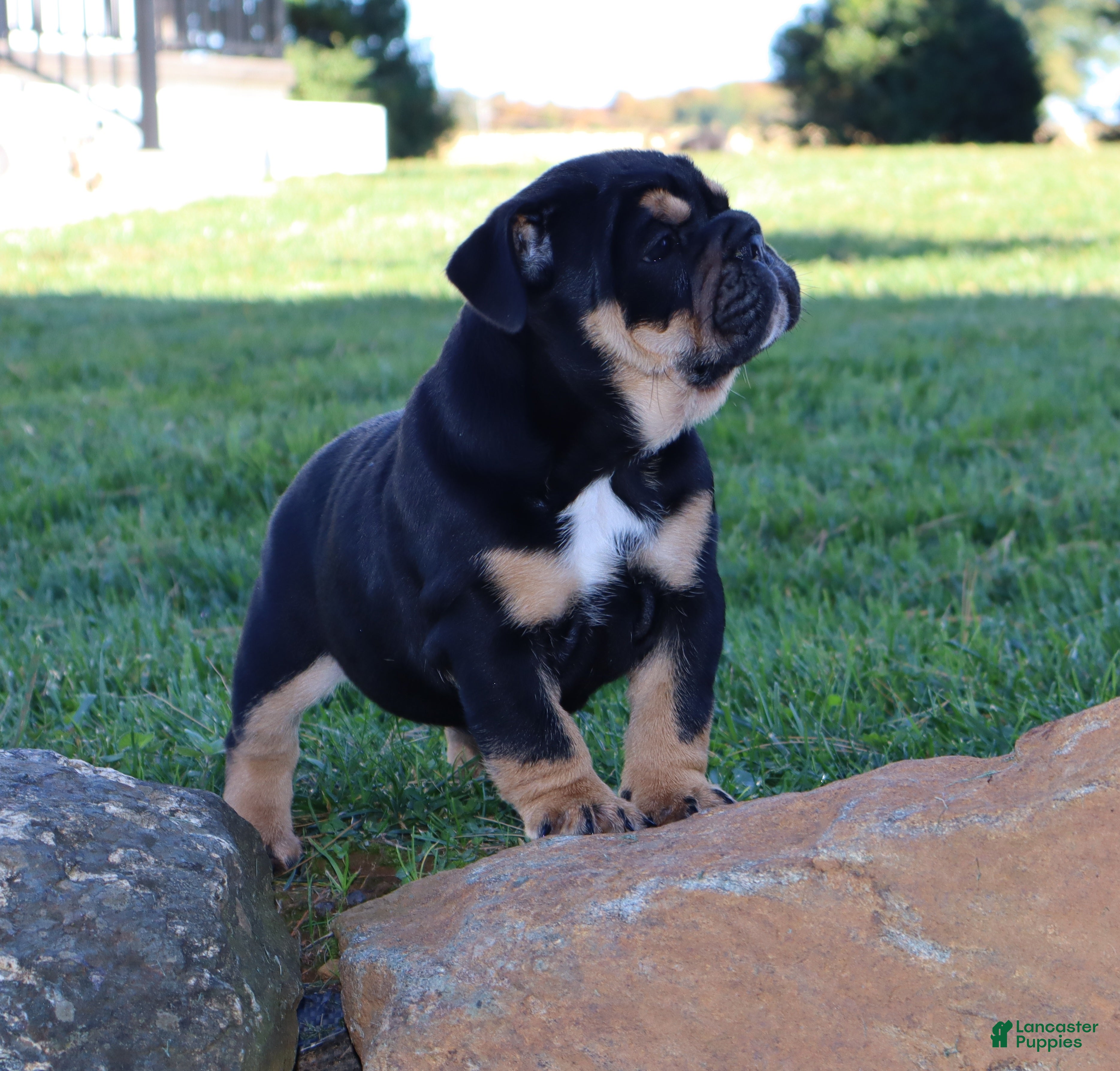 English Bulldog dogs for sale: Marla - Ad 2