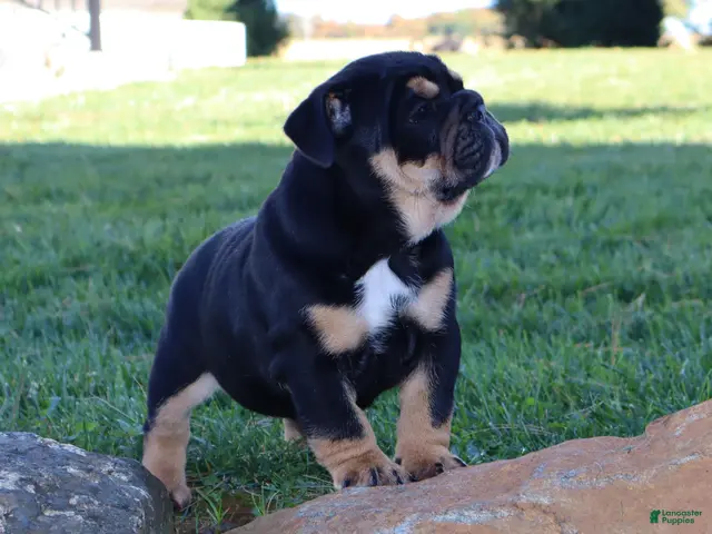 English Bulldog dogs for sale: Marla - Ad 2