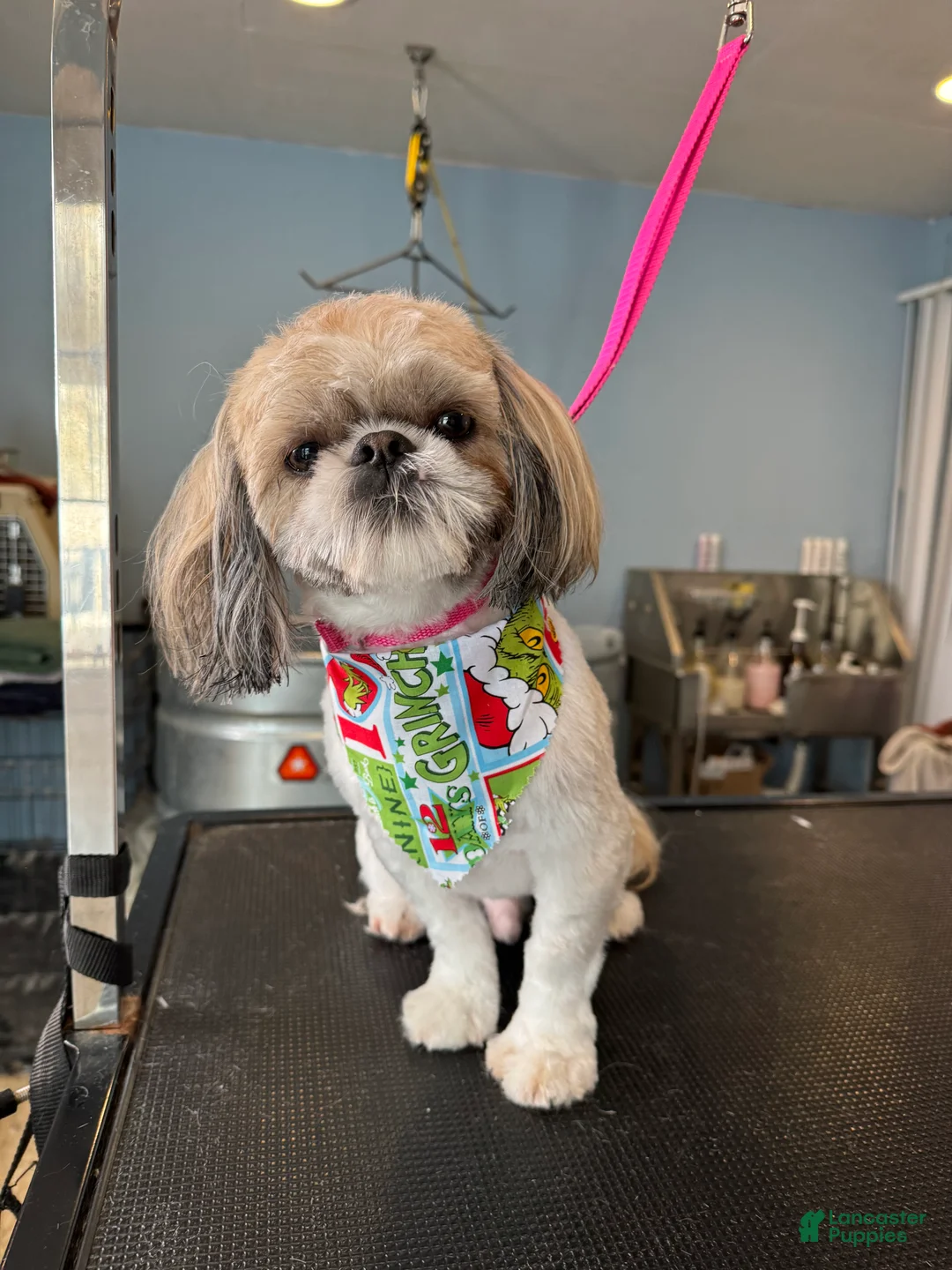 Shih Tzu dogs for sale: Shih Tzu 1 - Ad 12