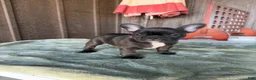 French Bulldog dogs for sale: Onyx  - Ad 3
