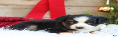 Miniature Australian Shepherd Puppy 1