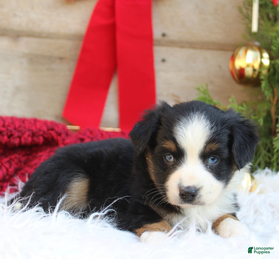 Miniature Australian Shepherd dogs for sale: Stella - Ready Now  - Ad 4