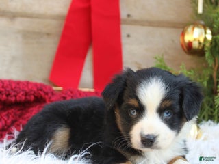 Miniature Australian Shepherd dogs Miniature Australian Shepherd Puppy 1 - Ad 34