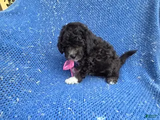 Maltipoo dogs Daisy - Ad 3