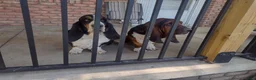 Basset Hound dogs for sale: Bill - Ad 2