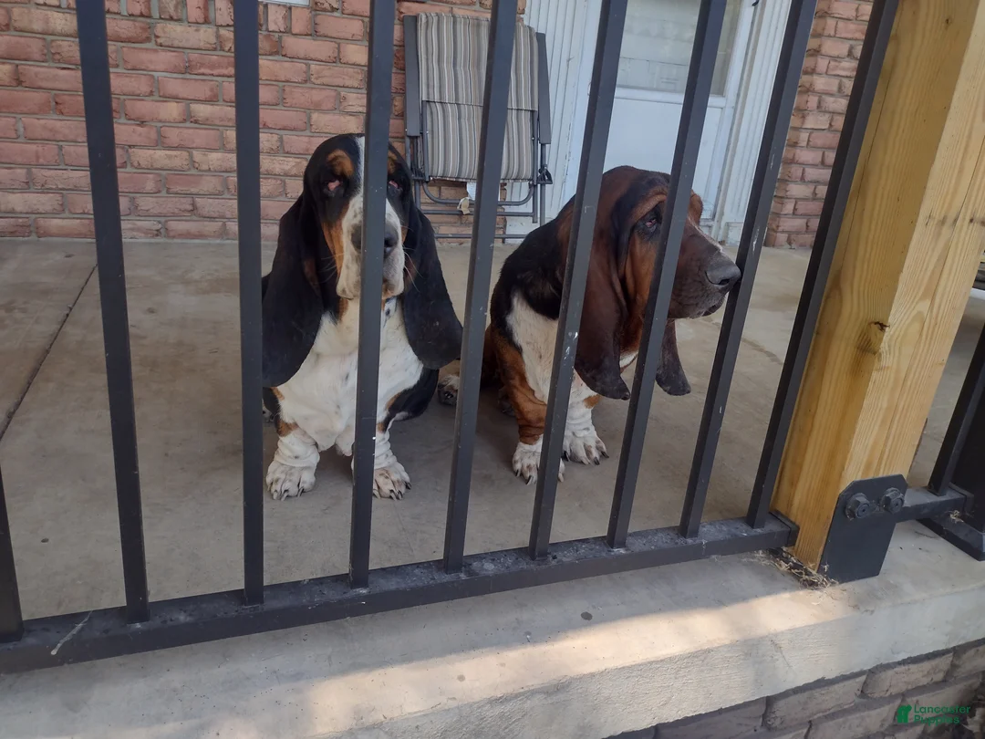 Basset Hound dogs for sale: Bill - Ad 2