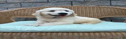 Golden Retriever dogs for sale: Gunner - Ad 6