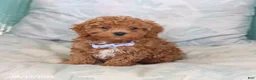 Maltipoo dogs for sale: Sunny  - Ad 5