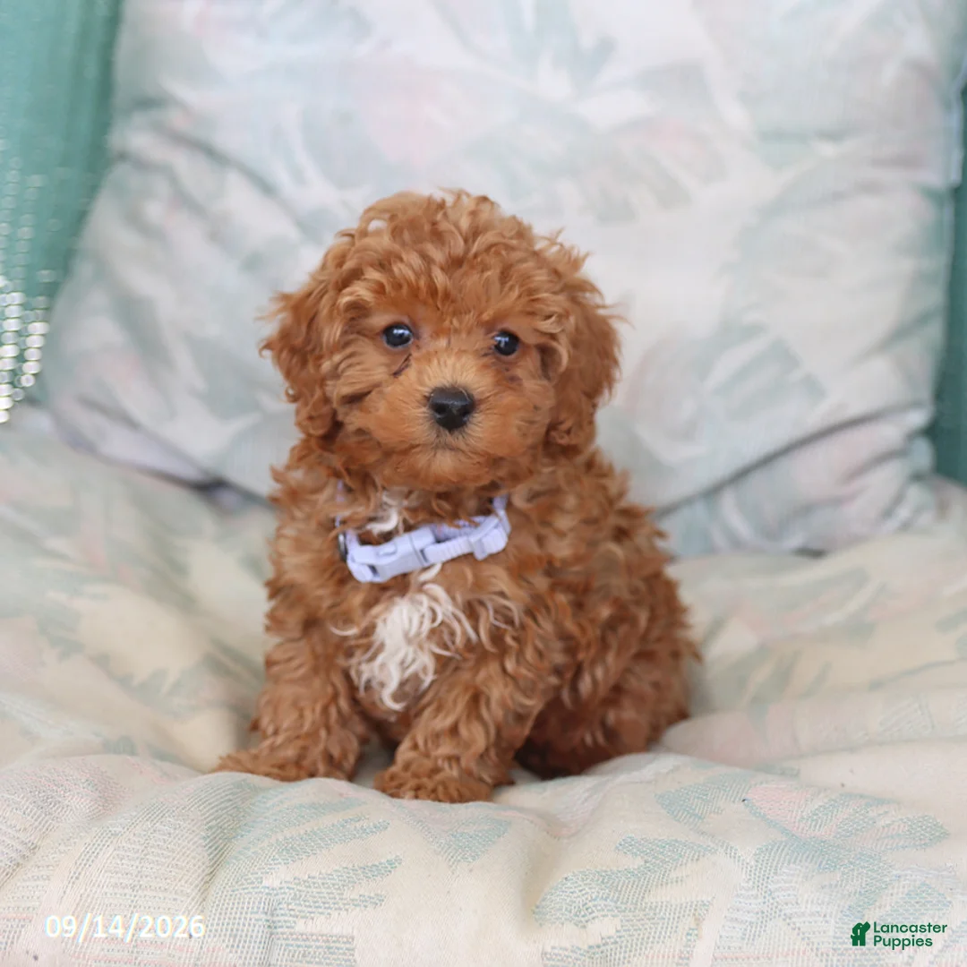 Maltipoo dogs for sale: Sunny  - Ad 5
