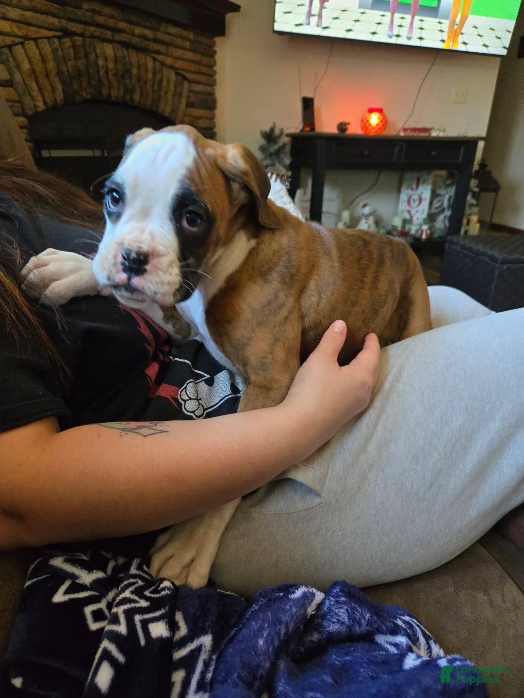 Boxer dogs for sale: Lady - Ad 2