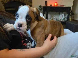 Boxer dogs Lady - Ad 25