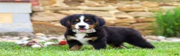 Bernese Mountain Dog dogs for sale: Willow - Ad 8