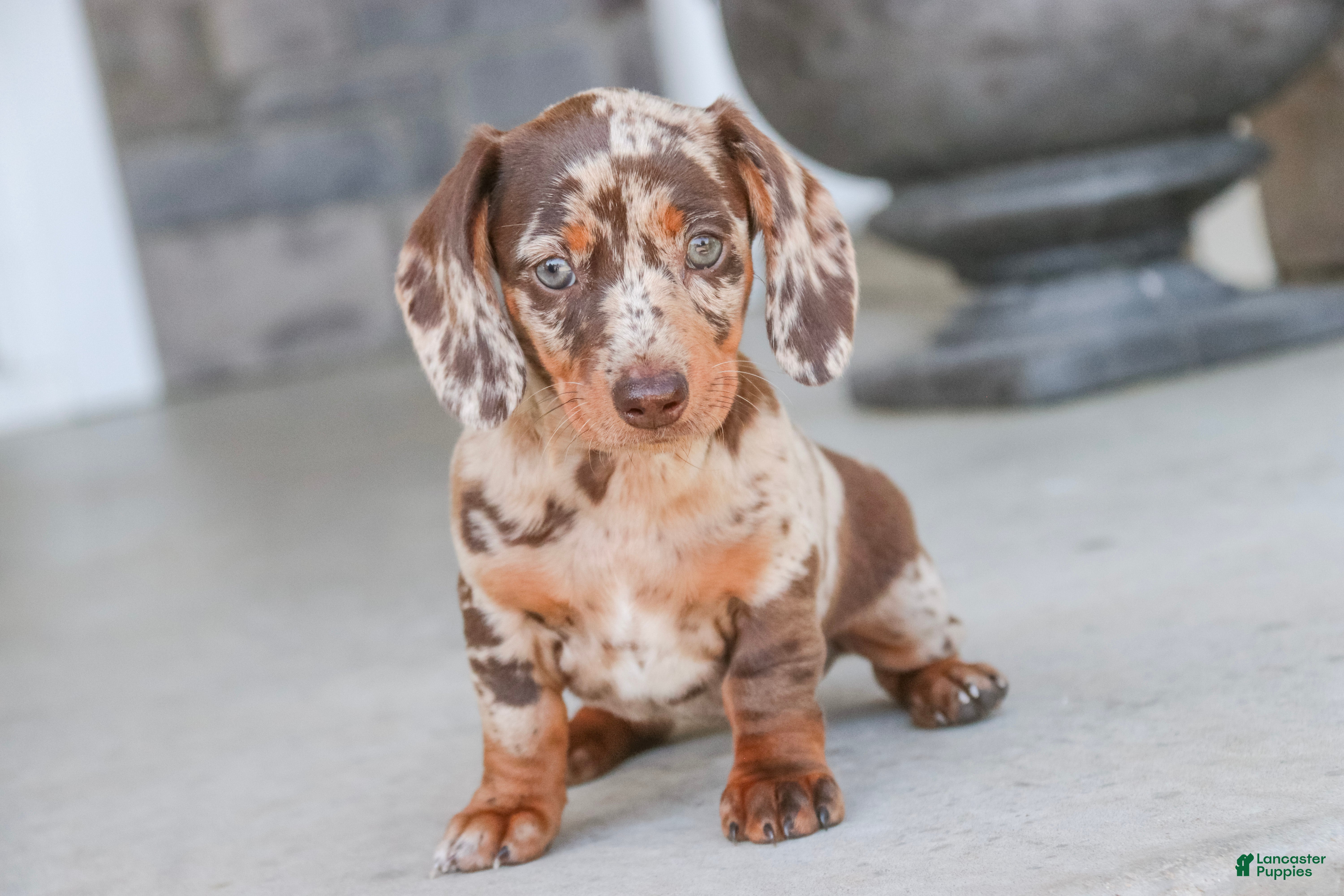 Dachshund dogs Macchiato - Ad 2