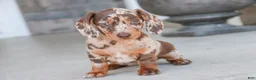 Dachshund dogs for sale: Macchiato - Ad 2