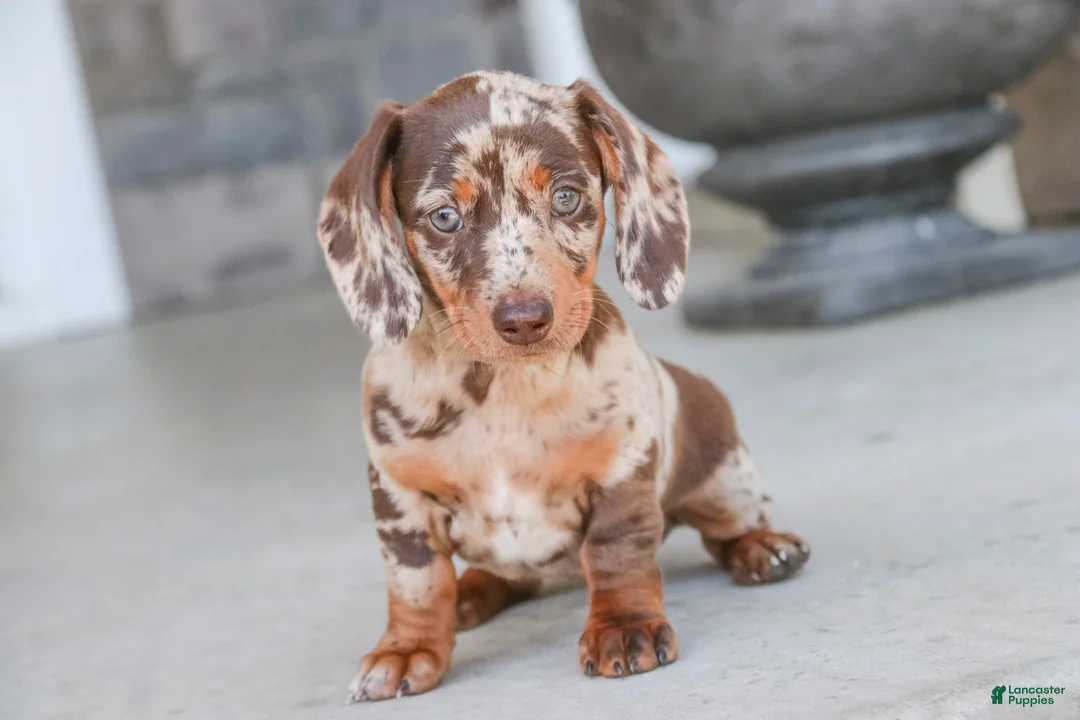 Dachshund dogs for sale: Macchiato - Ad 2