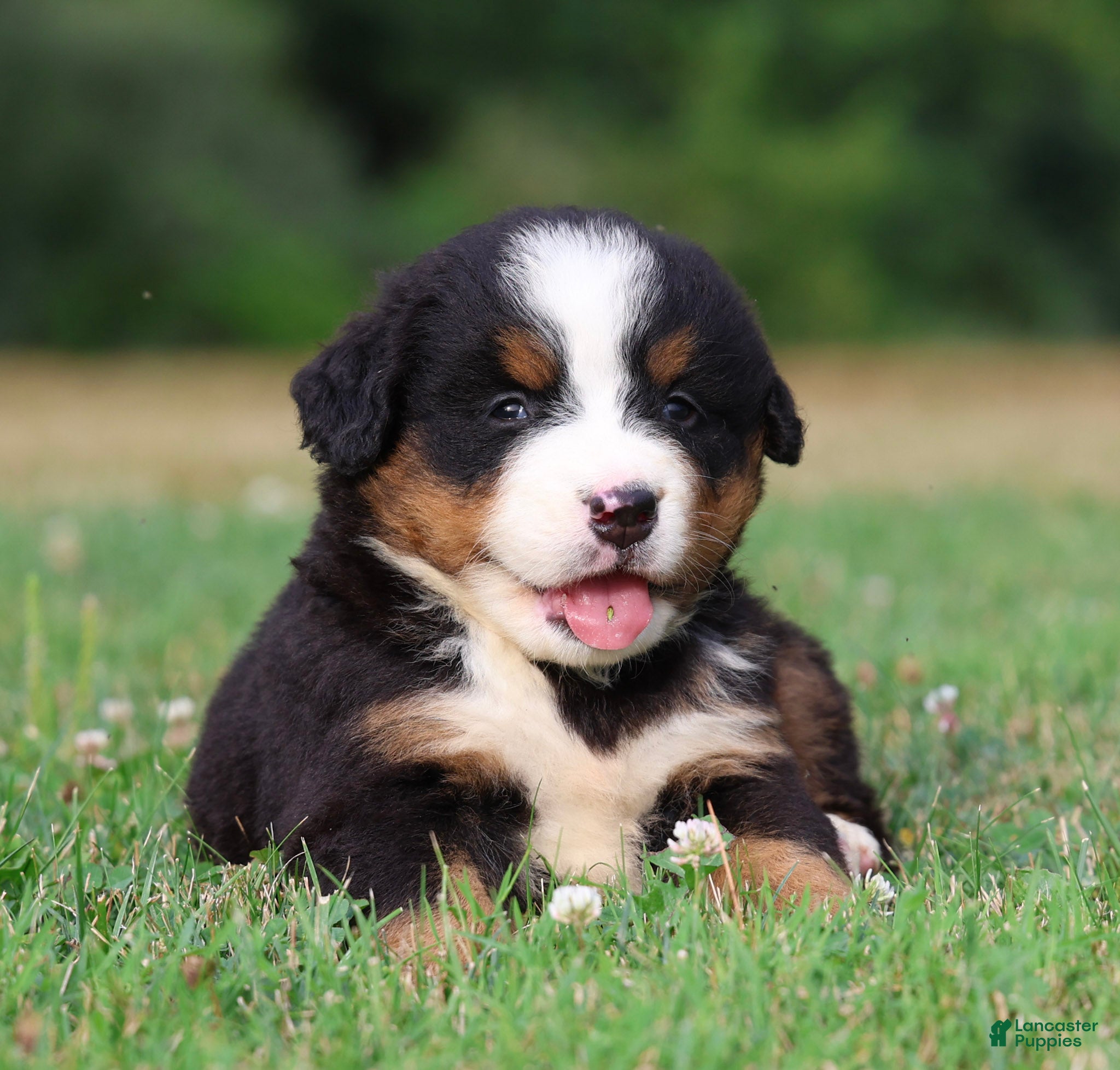 Bernese Mountain Dog dogs Stella - Ad 1
