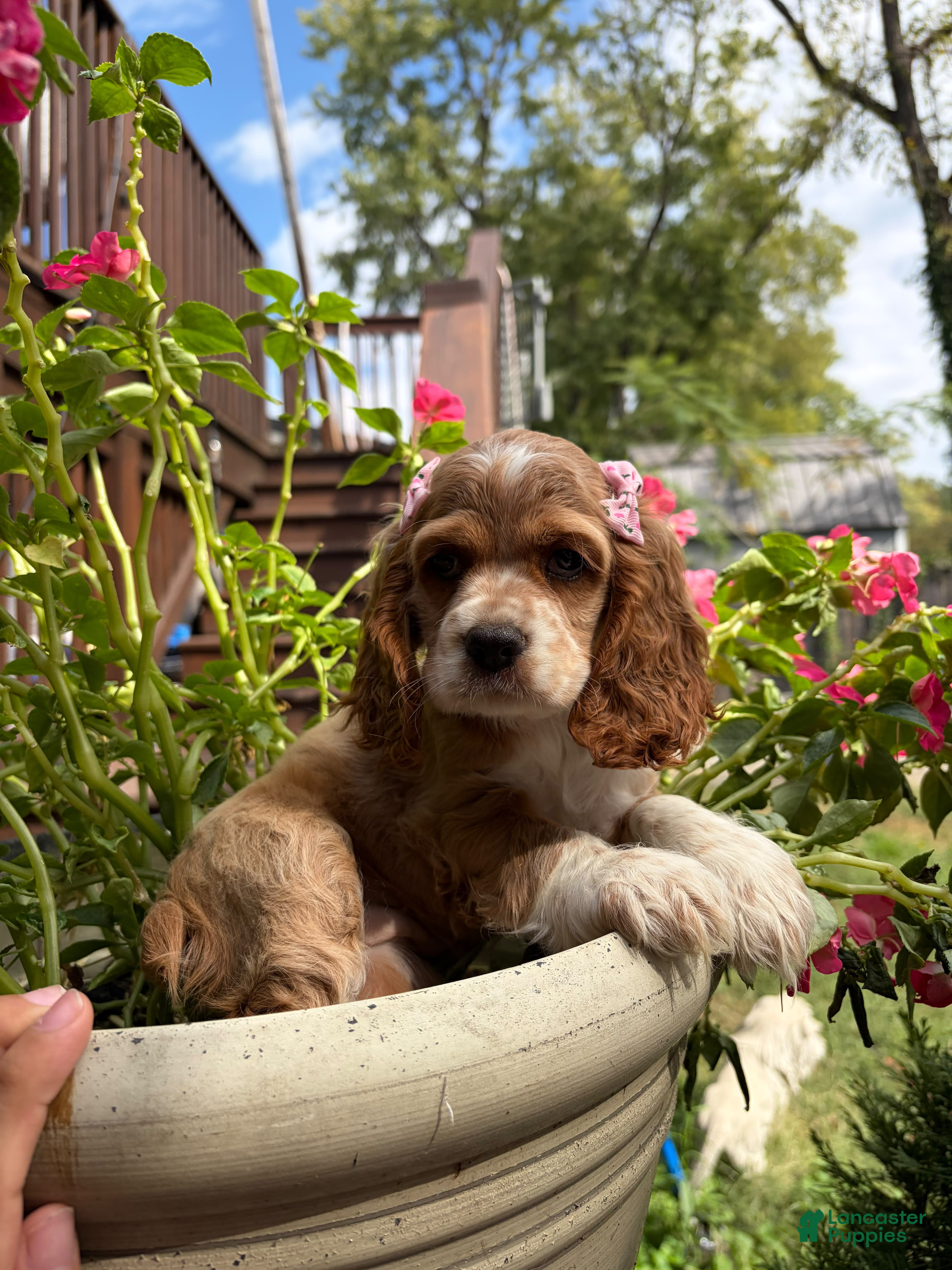 Cocker Spaniel dogs 💗🌸✨  Aurora ✨🌸💗 - Ad 39