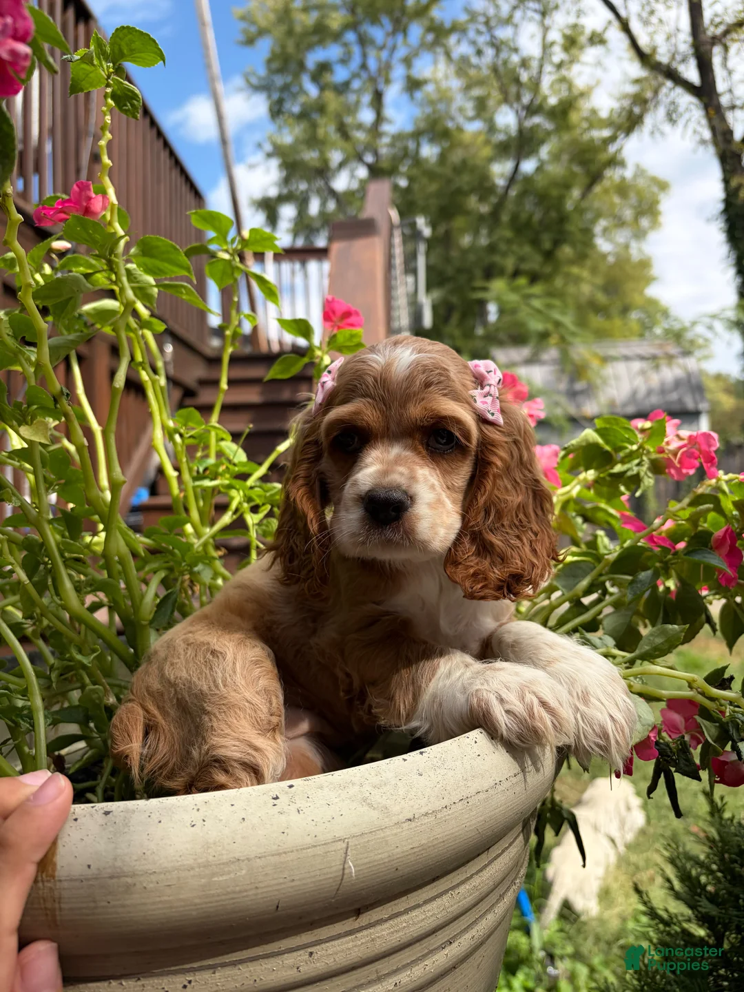 Cocker Spaniel dogs for sale: 💗🌸✨  Aurora ✨🌸💗 - Ad 1