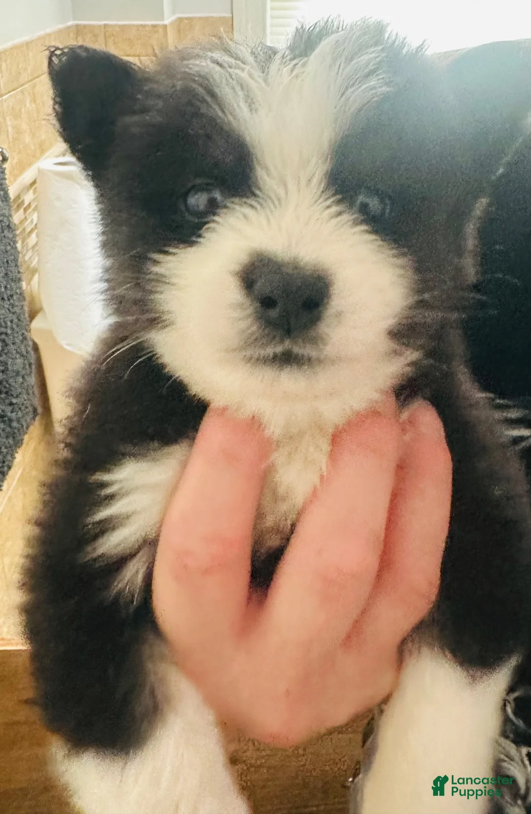 Pomsky dogs for sale: Pomsky 7 - Ad 1