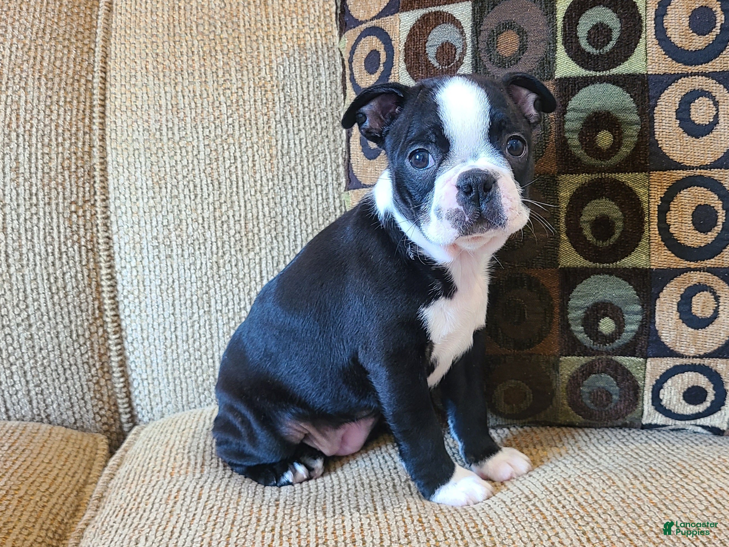 Boston Terrier dogs Holly - Ad 15